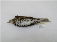 藏品(虎鶇)的圖片